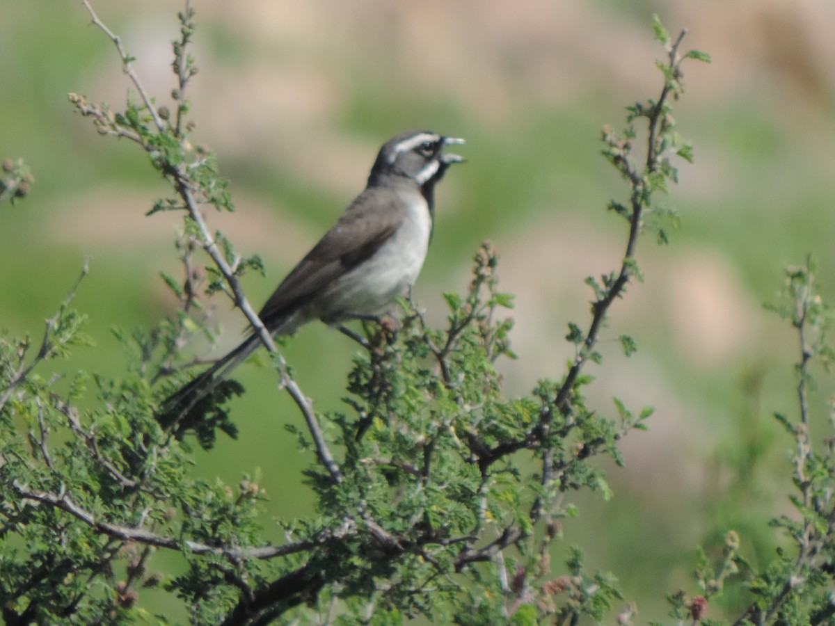 Black-throated Sparrow - ML639608147