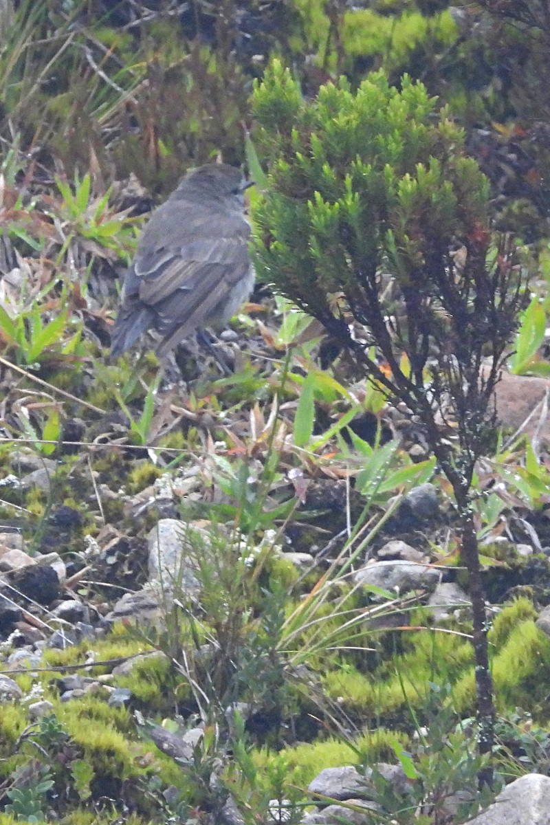 Plain-capped Ground-Tyrant - ML639608167