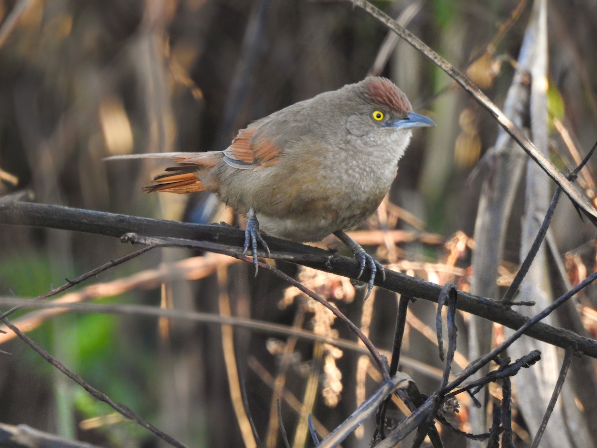Greater Thornbird - ML639608169