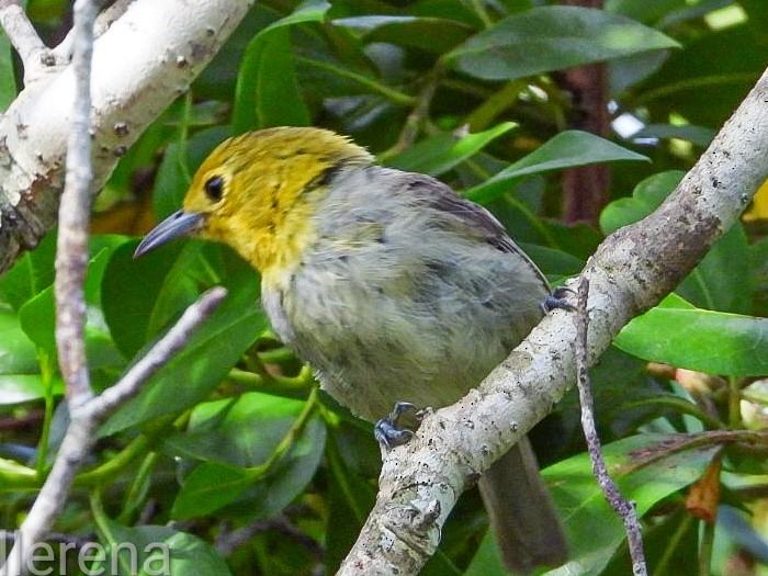 gulhodeparula - ML639608210