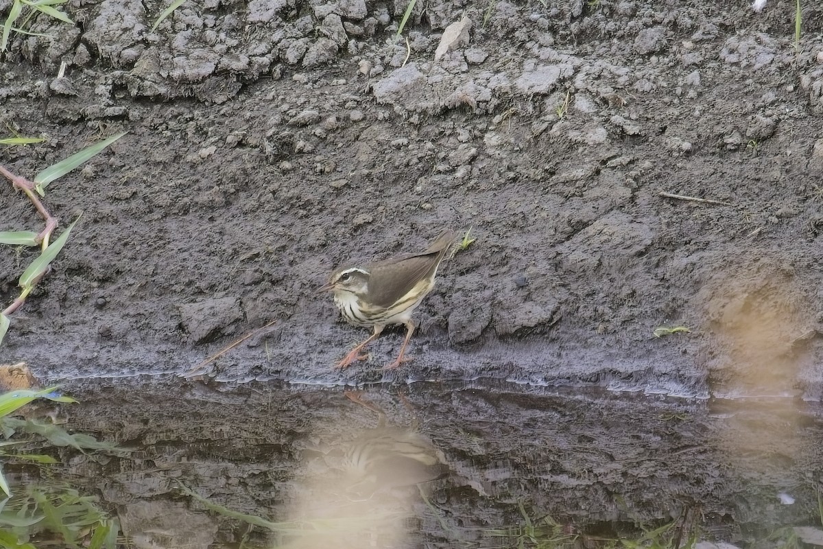 Louisiana Waterthrush - ML639608222