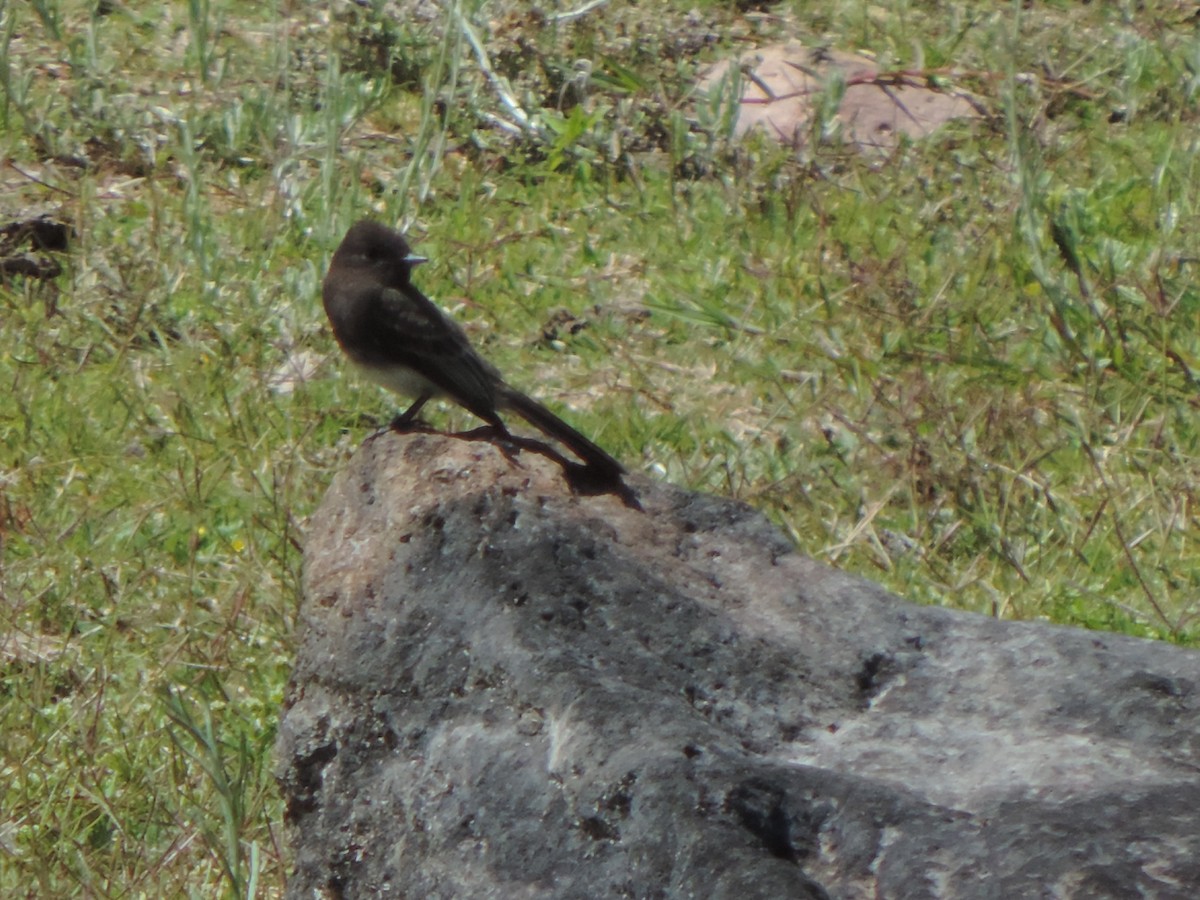 Black Phoebe - ML639608238