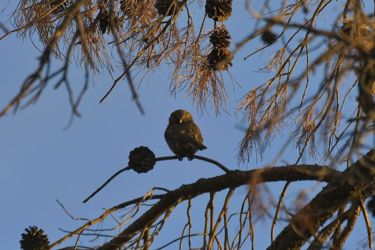 Northern Pygmy-Owl - ML639608246