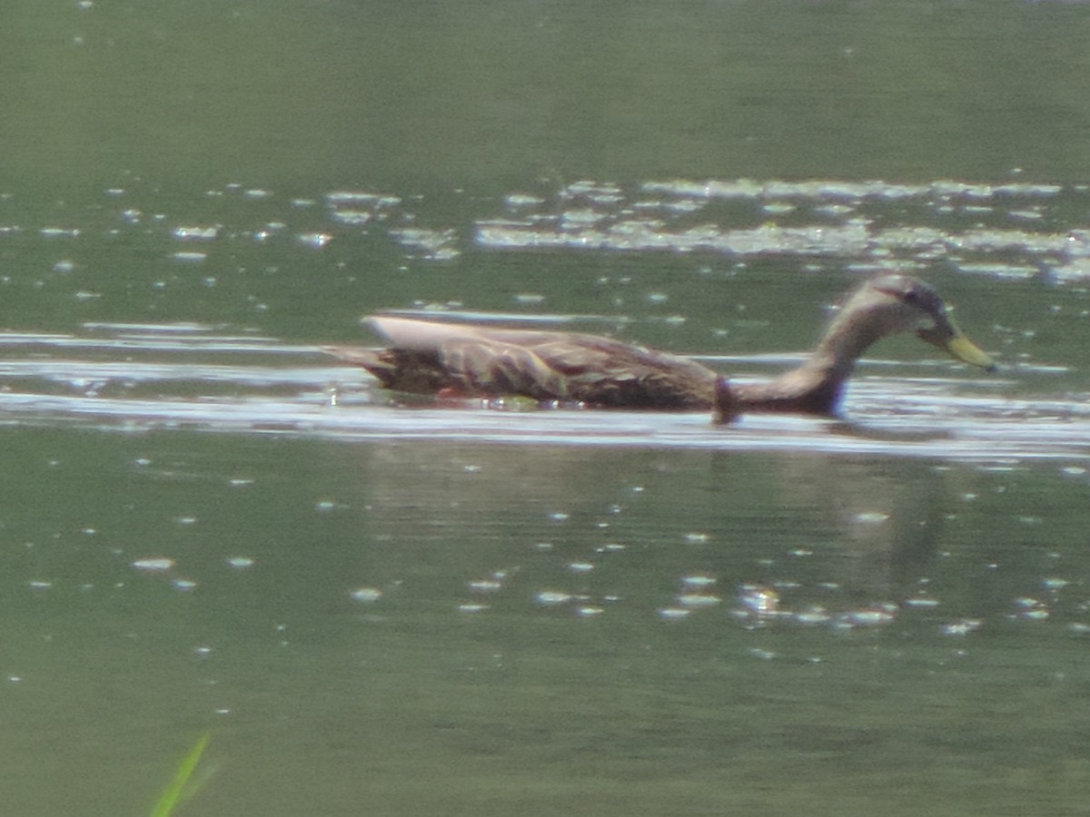 Mexican Duck - ML639608266