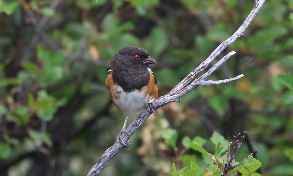 Spotted Towhee - ML639608307