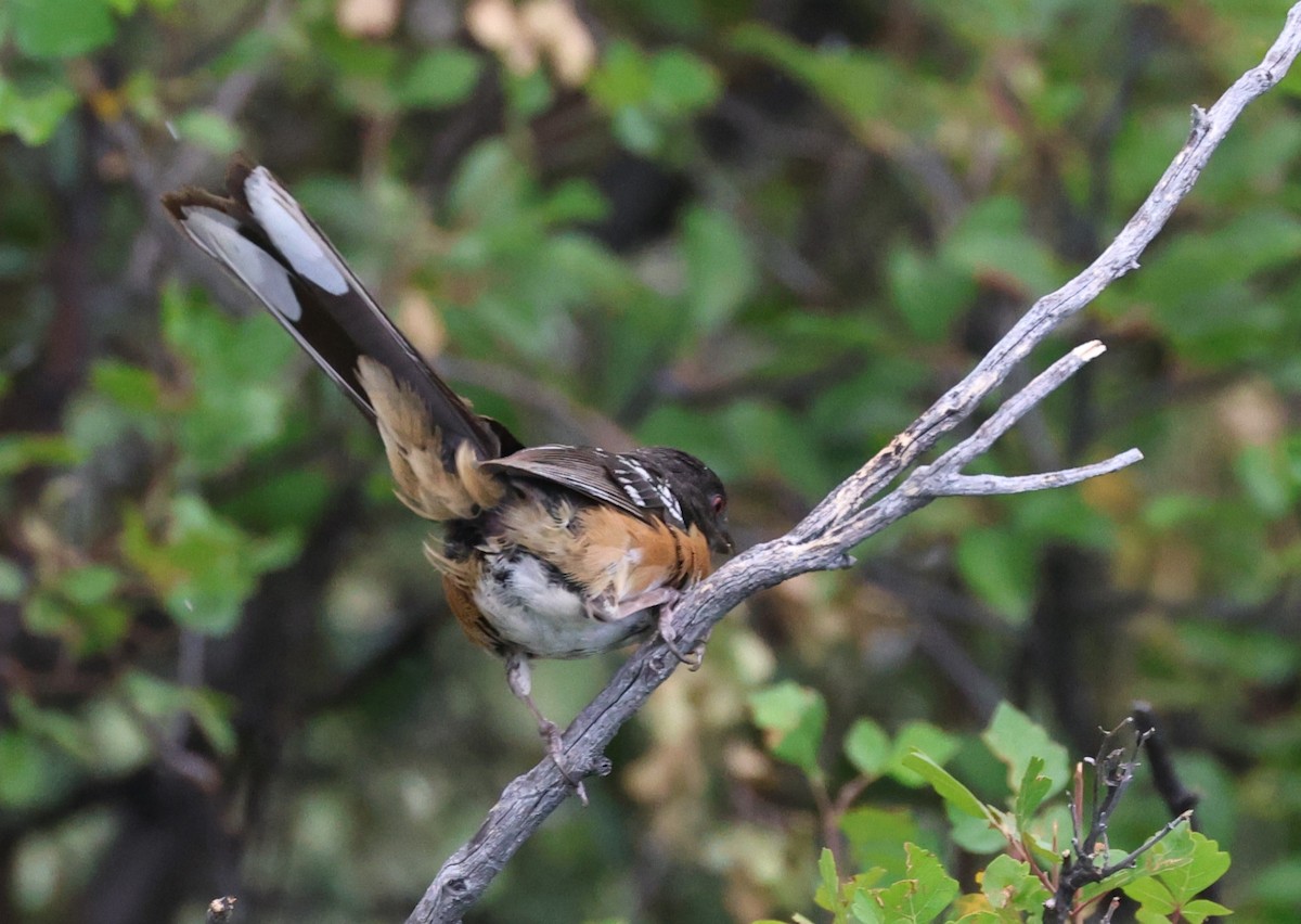 Spotted Towhee - ML639608308