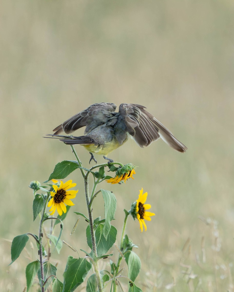 Cassin's Kingbird - ML639608379