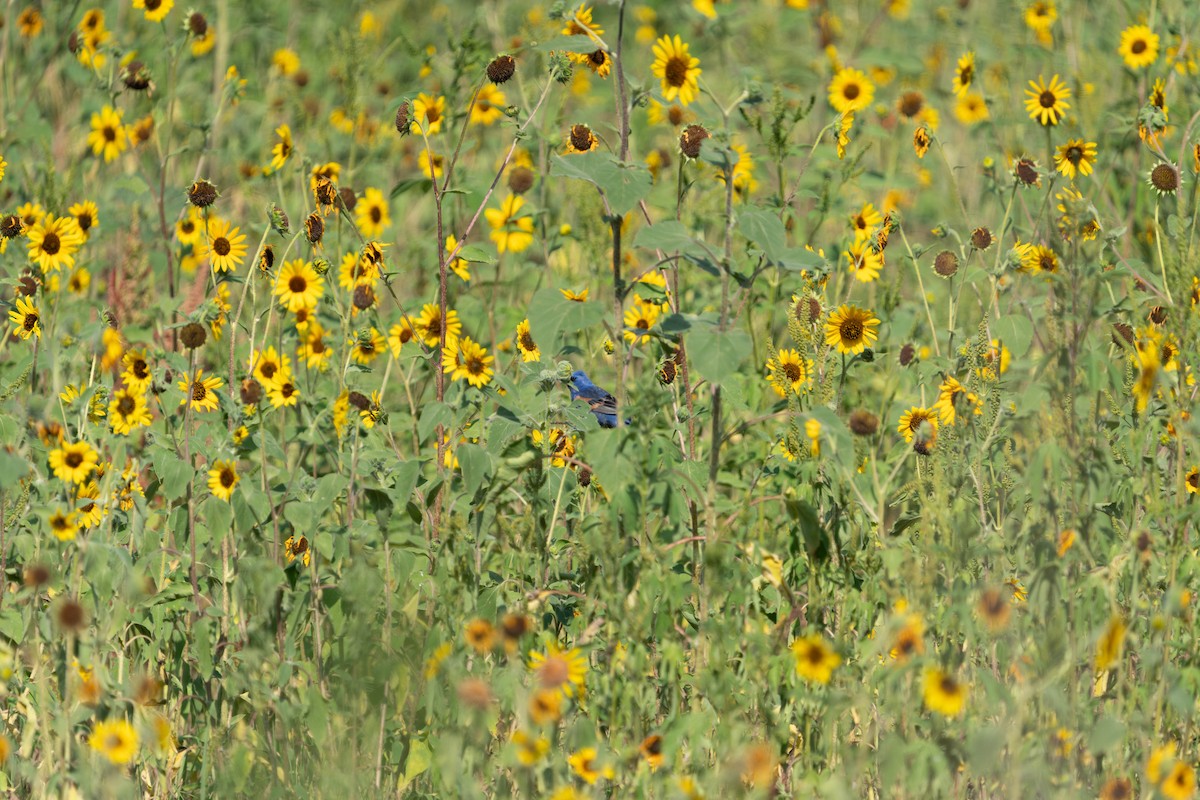 Blue Grosbeak - ML639608384