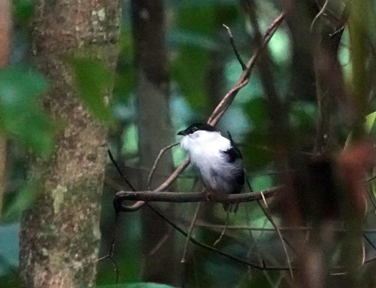 White-bearded Manakin - ML639608508