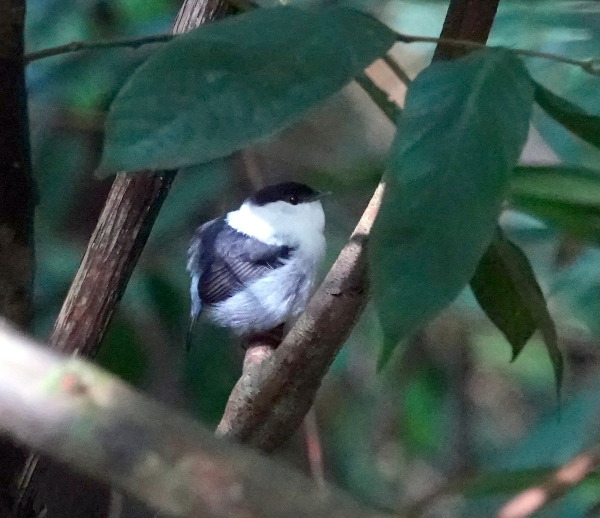White-bearded Manakin - ML639608509