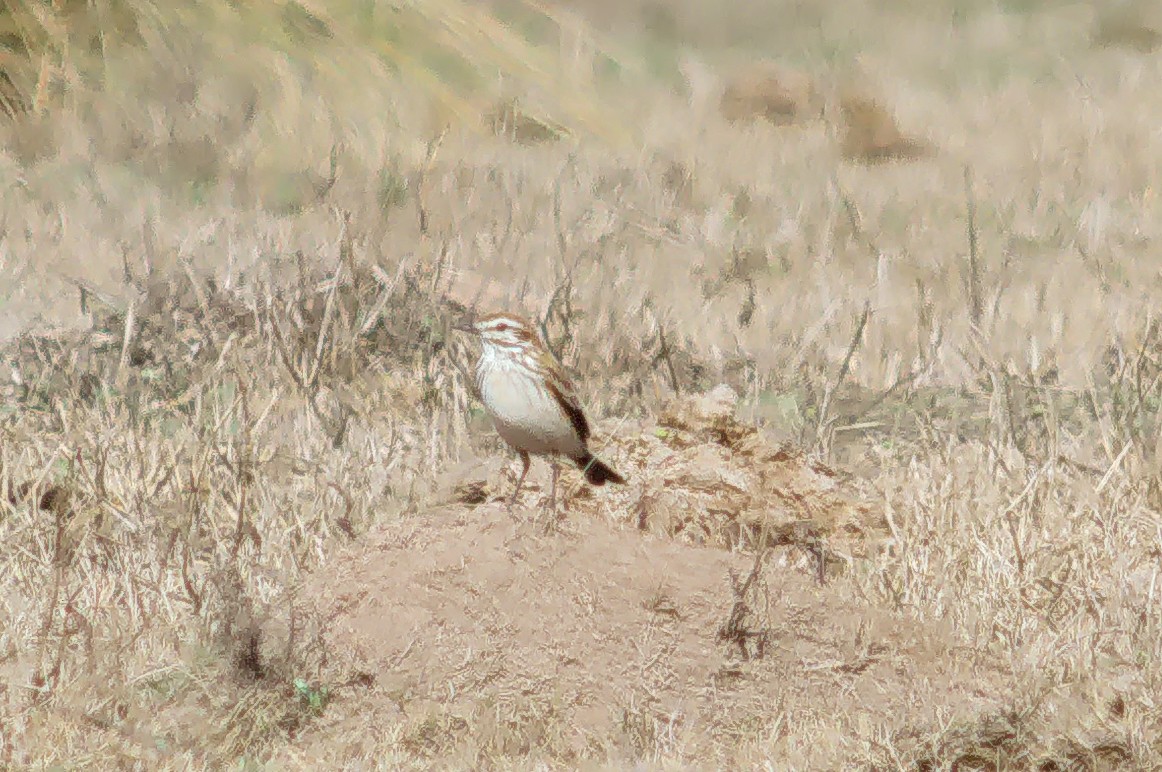 Rusty-backed Monjita - ML639608587