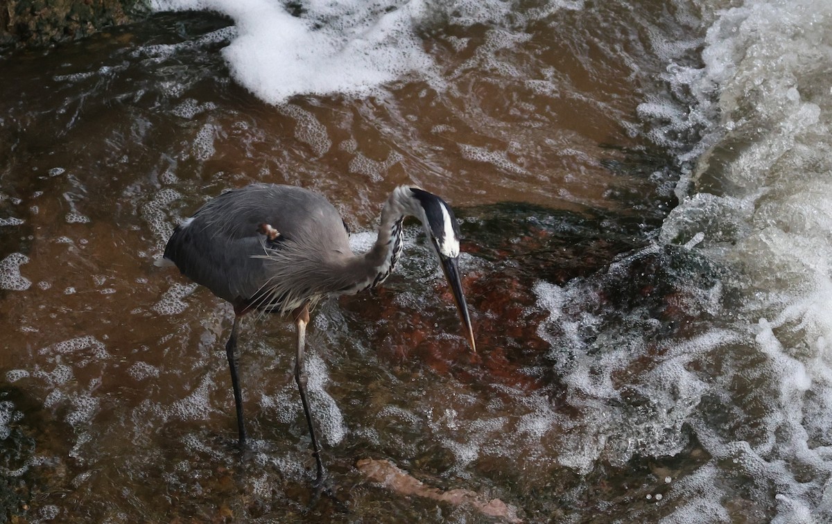 Great Blue Heron - ML639608668