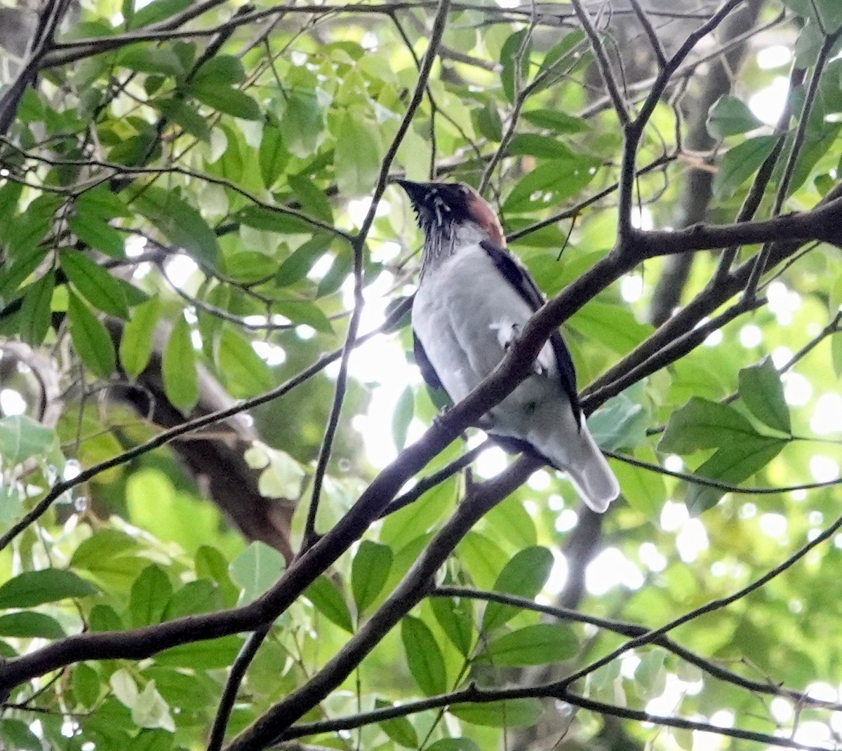 Bearded Bellbird - ML639608678