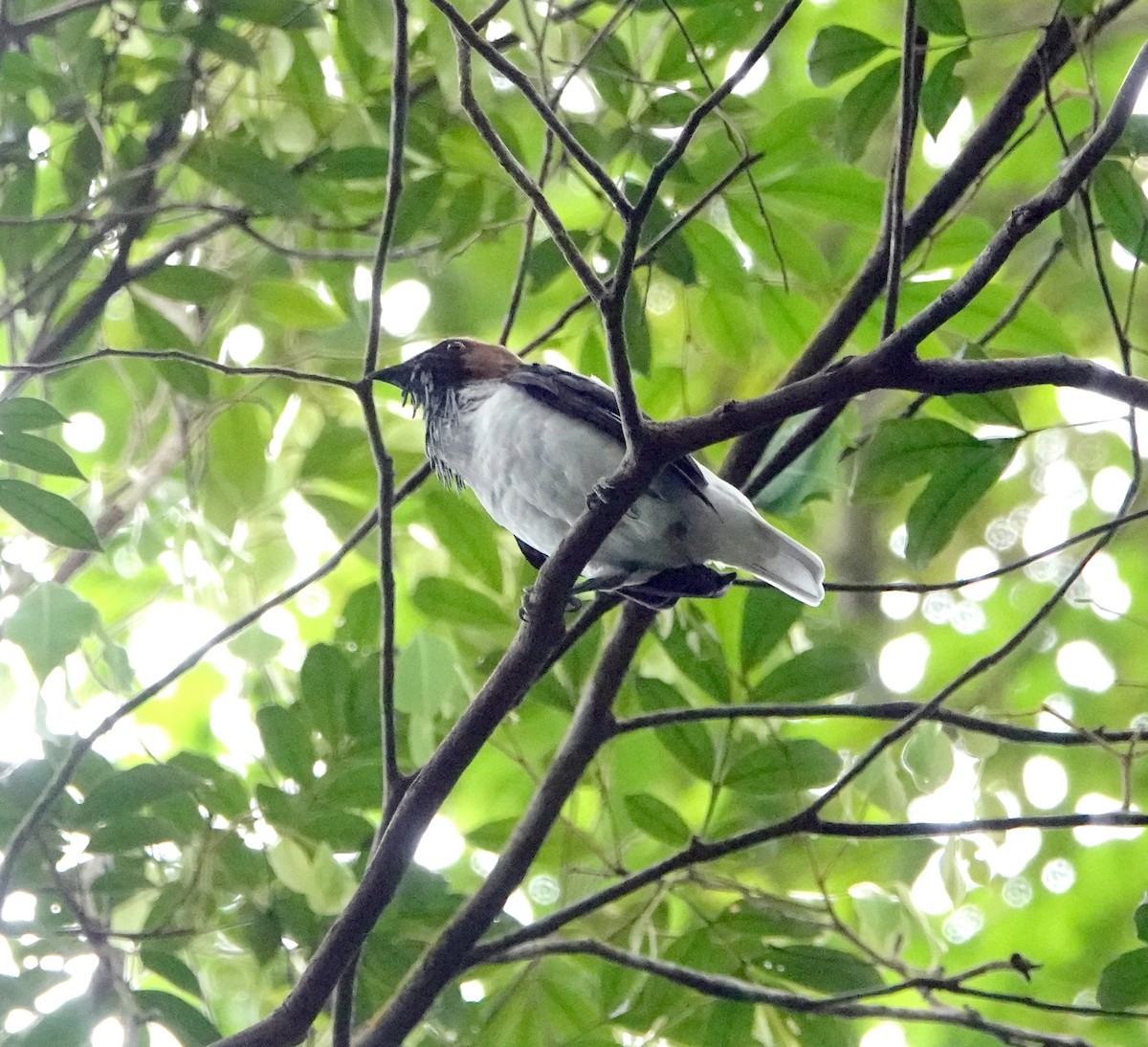 Bearded Bellbird - ML639608679