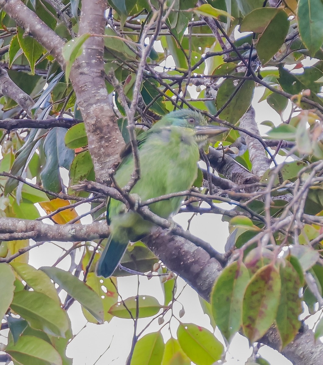 Mountain Barbet - ML639608759