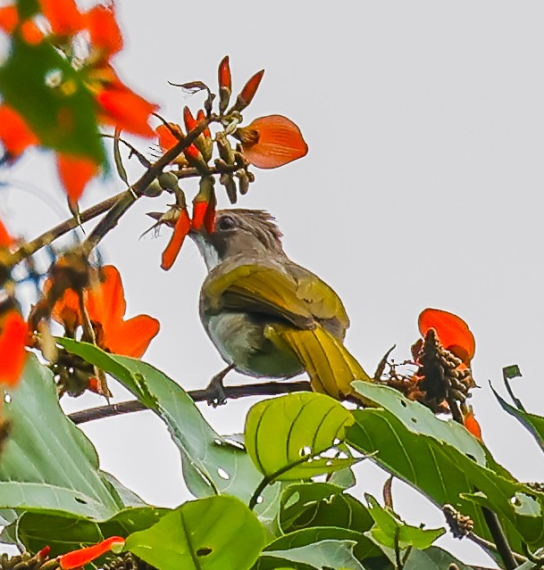 Cinereous Bulbul (Green-winged) - ML639608784