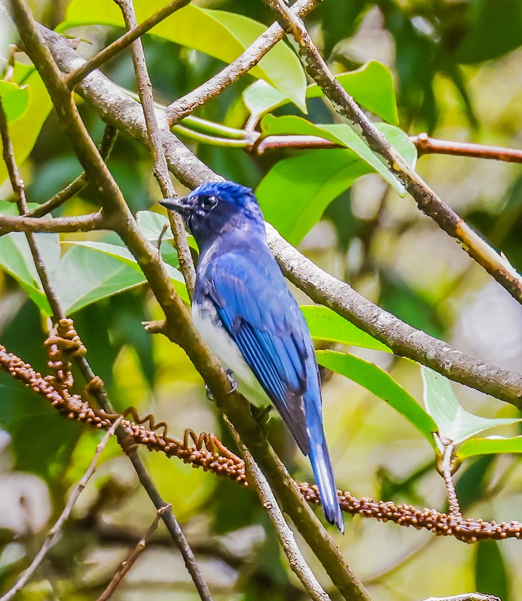 Blue-and-white Flycatcher - ML639608787
