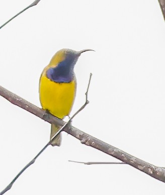 Ornate Sunbird - ML639608798