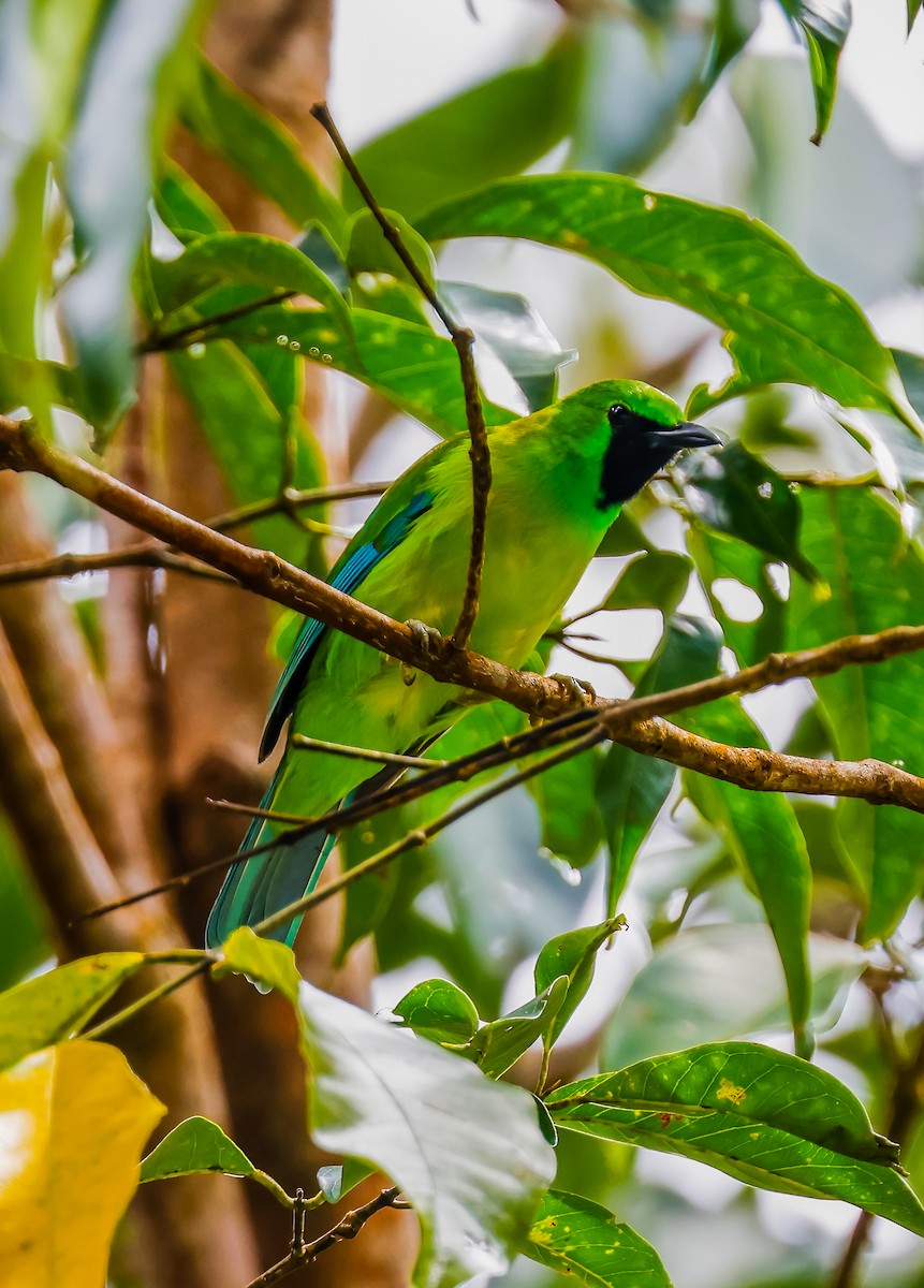 Borneoblattvogel - ML639608810