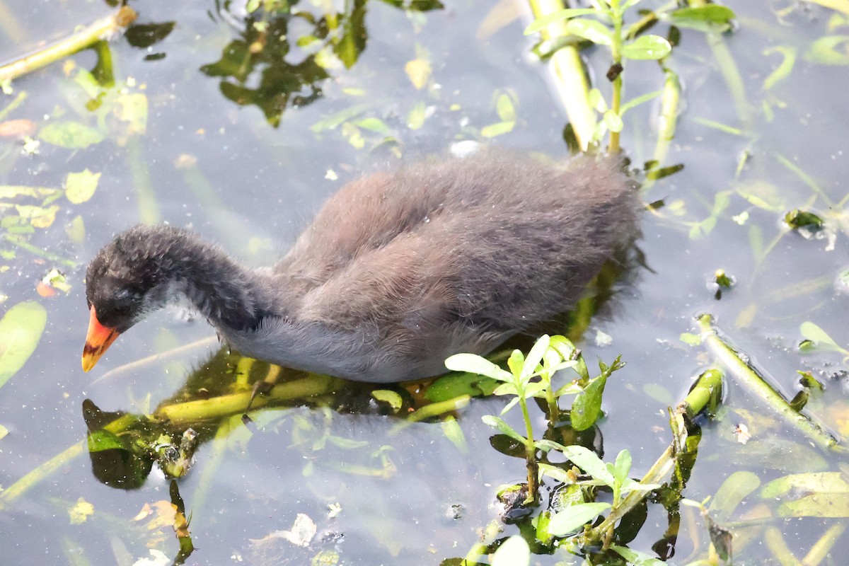 Common Gallinule - ML639608811