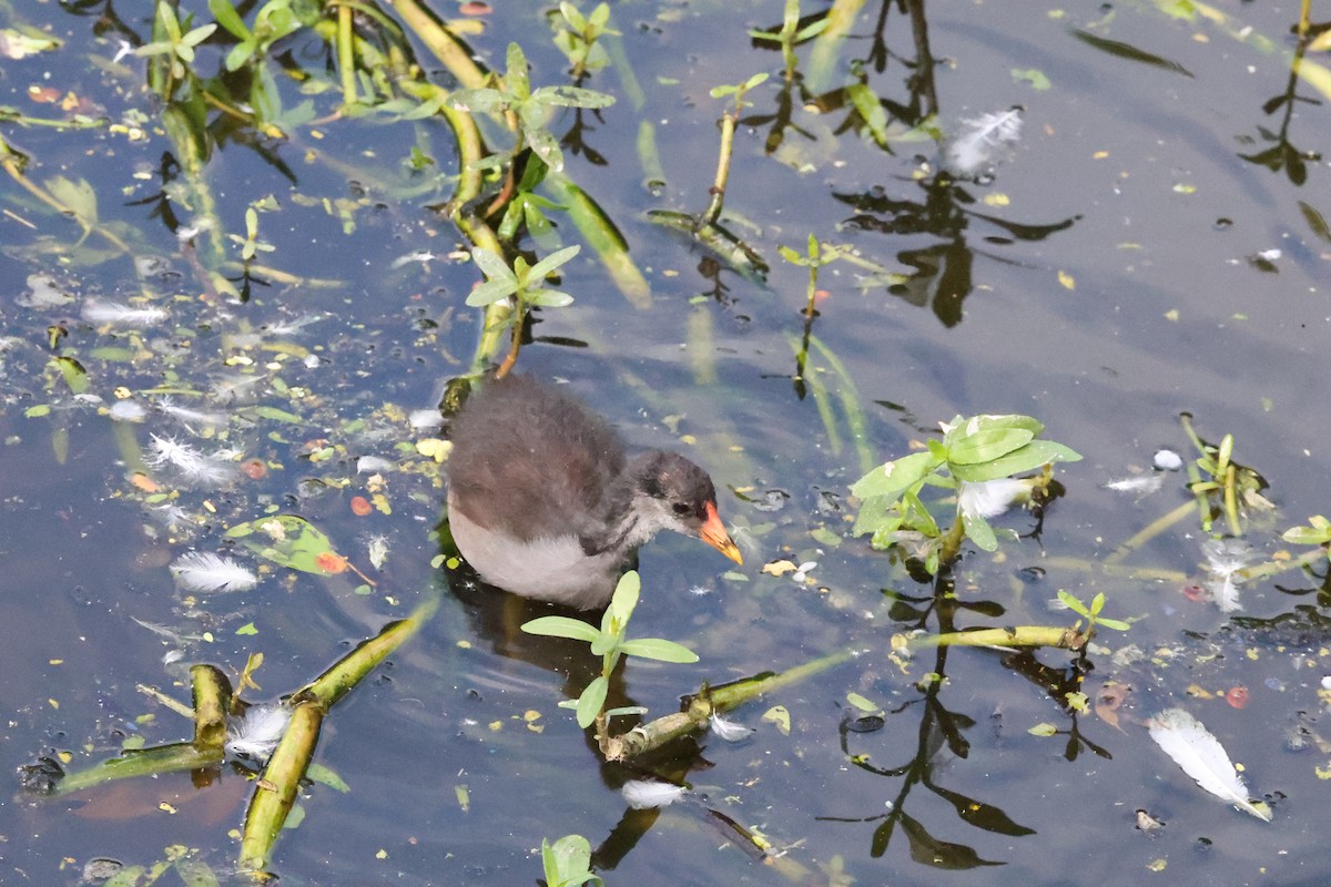 Common Gallinule - ML639608812