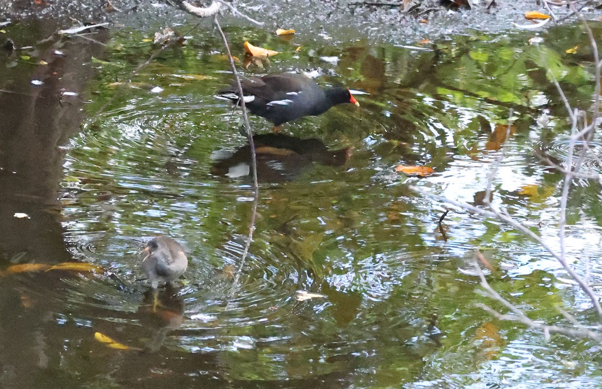 Common Gallinule - ML639608883