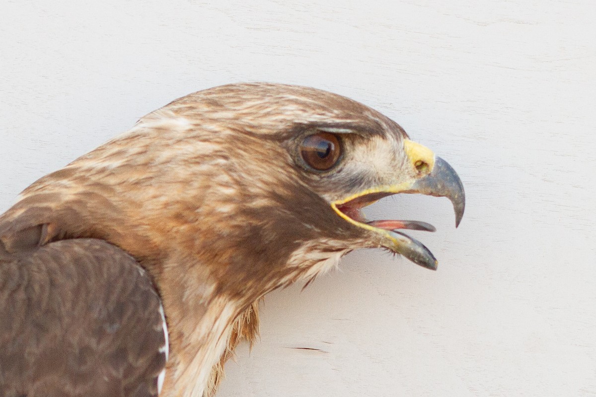 Red-tailed Hawk - ML639608965
