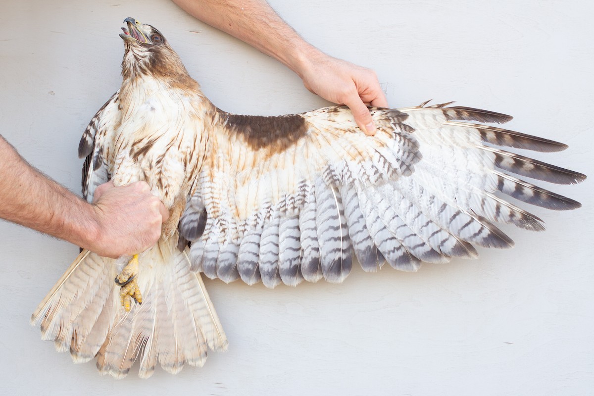 Red-tailed Hawk - ML639608966
