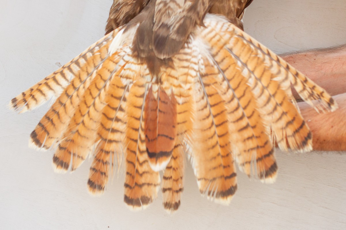 Red-tailed Hawk - ML639608967