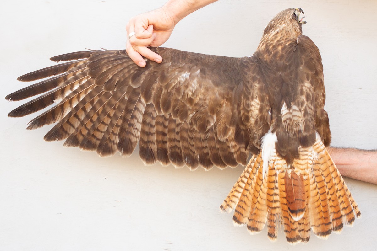 Red-tailed Hawk - ML639608968