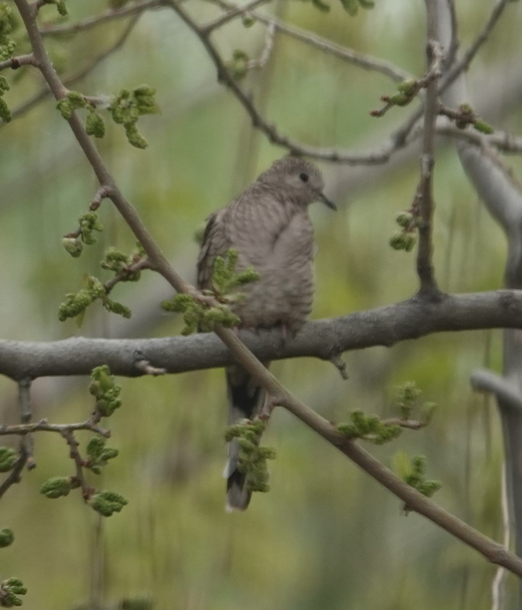 Inca Dove - ML639608982