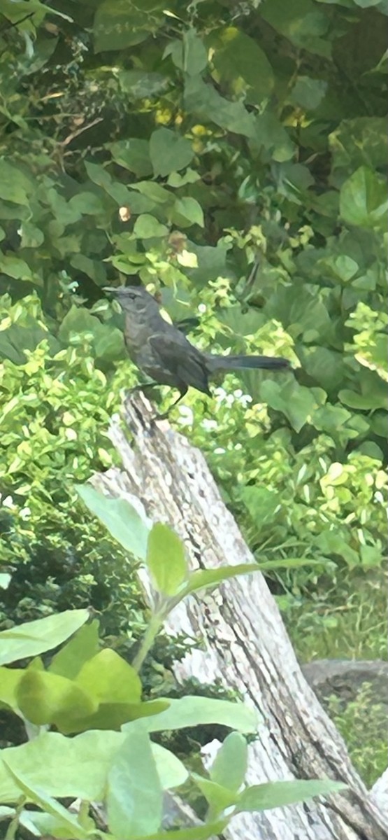 drozdec černohlavý - ML639609052