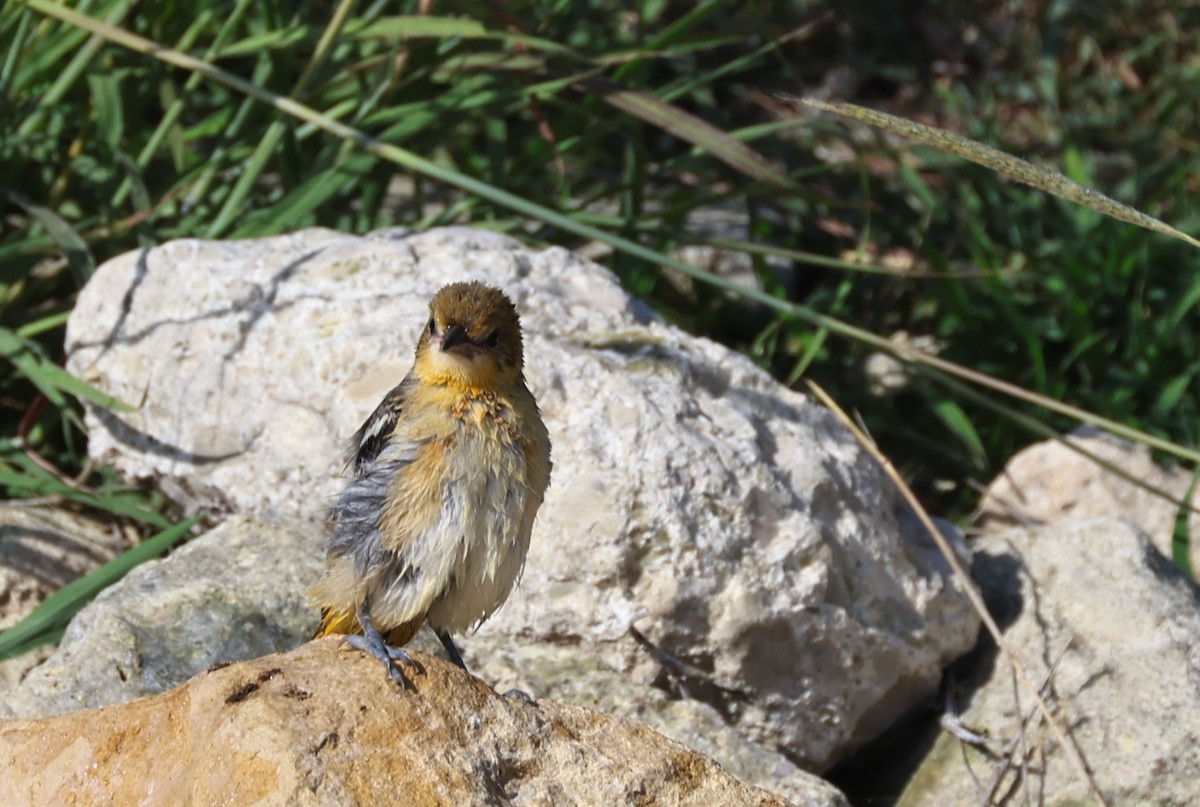 Baltimore Oriole - ML639609089