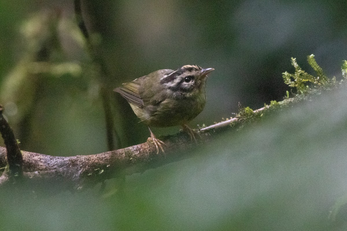 Costa Rican Warbler - ML639609102
