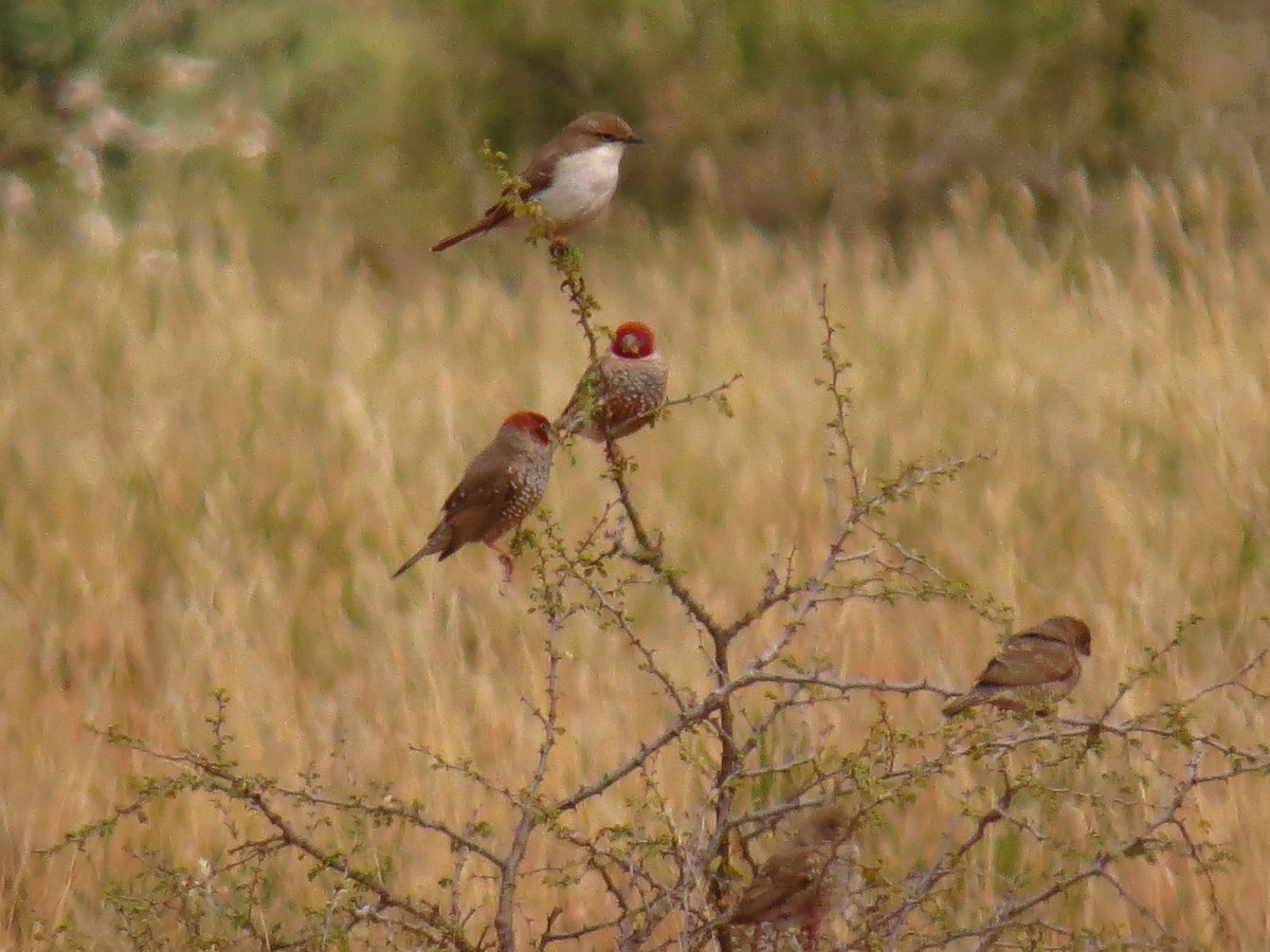 Red-headed Finch - ML639609138