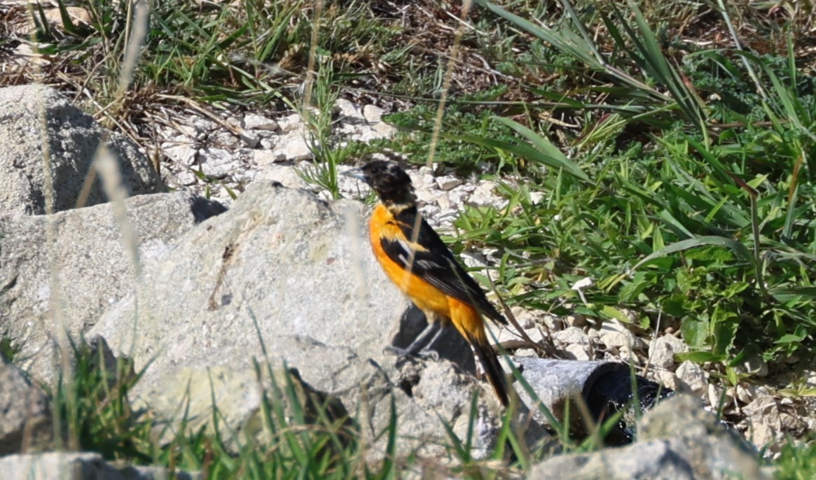 Baltimore Oriole - ML639609246