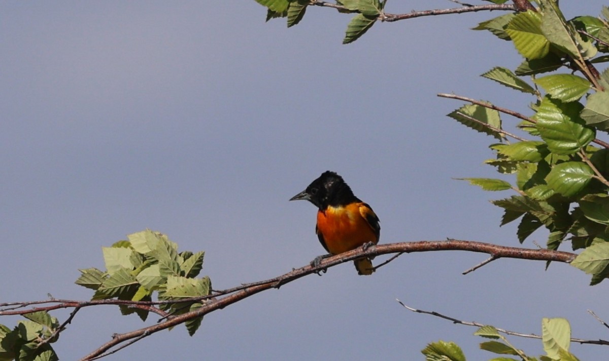 Baltimore Oriole - ML639609247