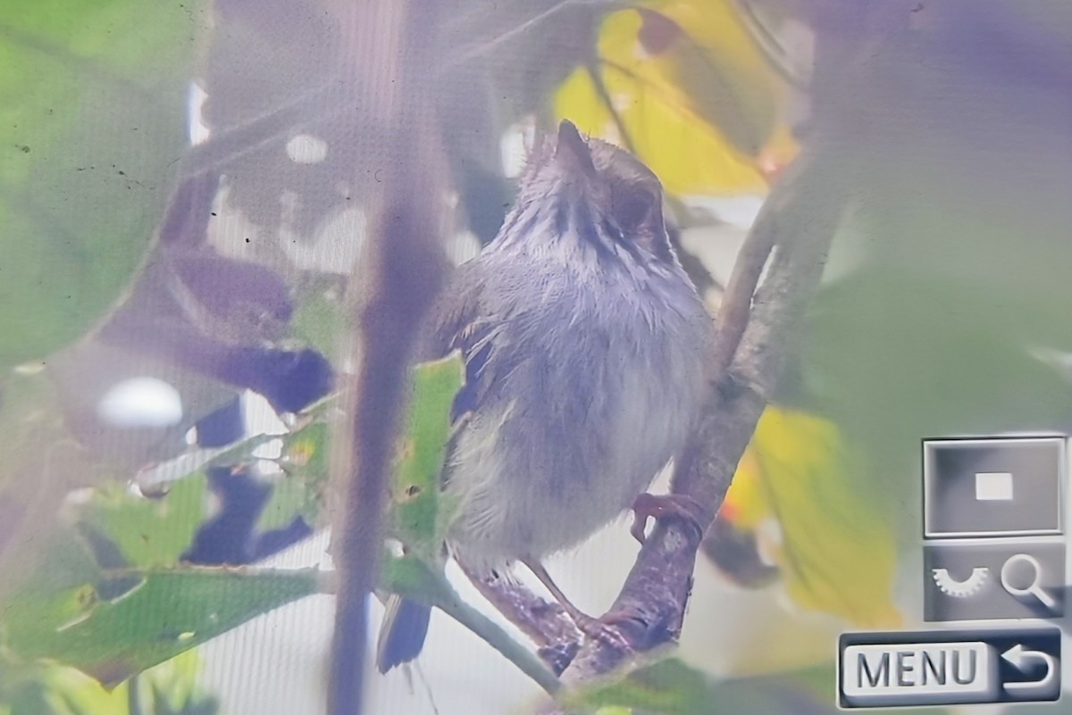 White-bellied Pygmy-Tyrant - ML639609265