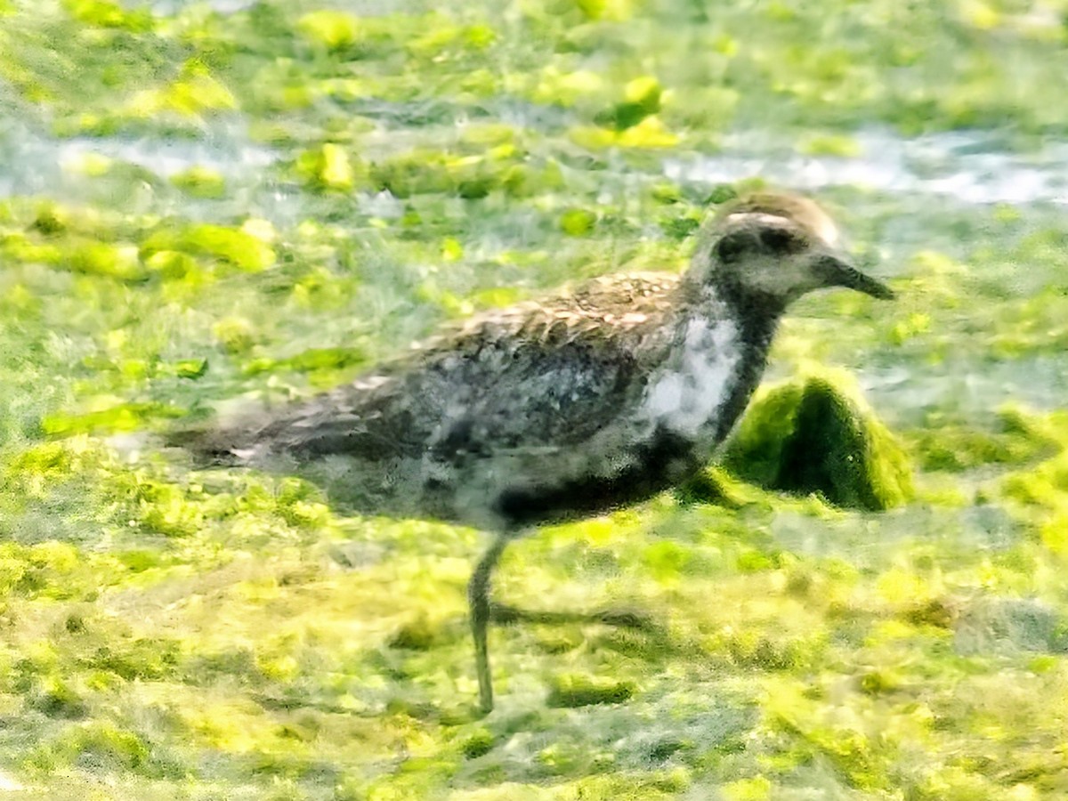 Pacific Golden-Plover - ML639609321