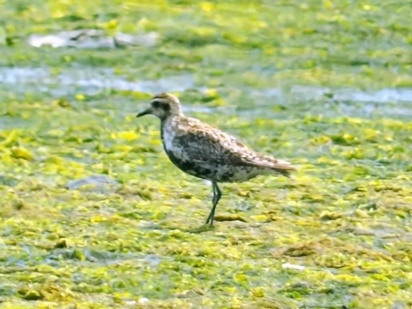 Pacific Golden-Plover - ML639609324