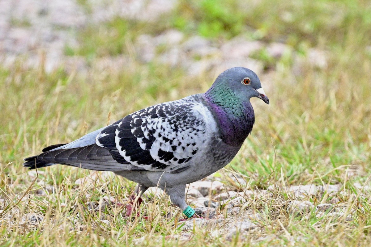 Rock Pigeon (Feral Pigeon) - ML639609356