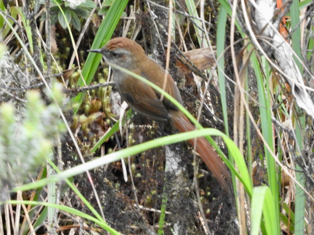Puna Thistletail - ML639609357