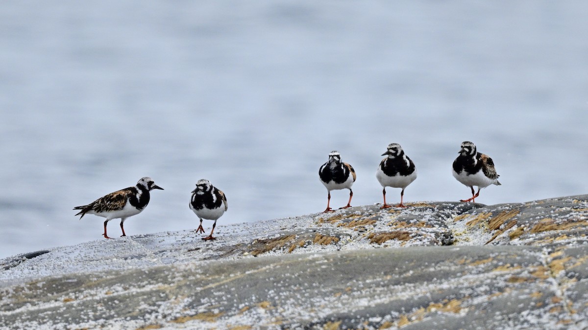 Ruddy Turnstone - ML639609371