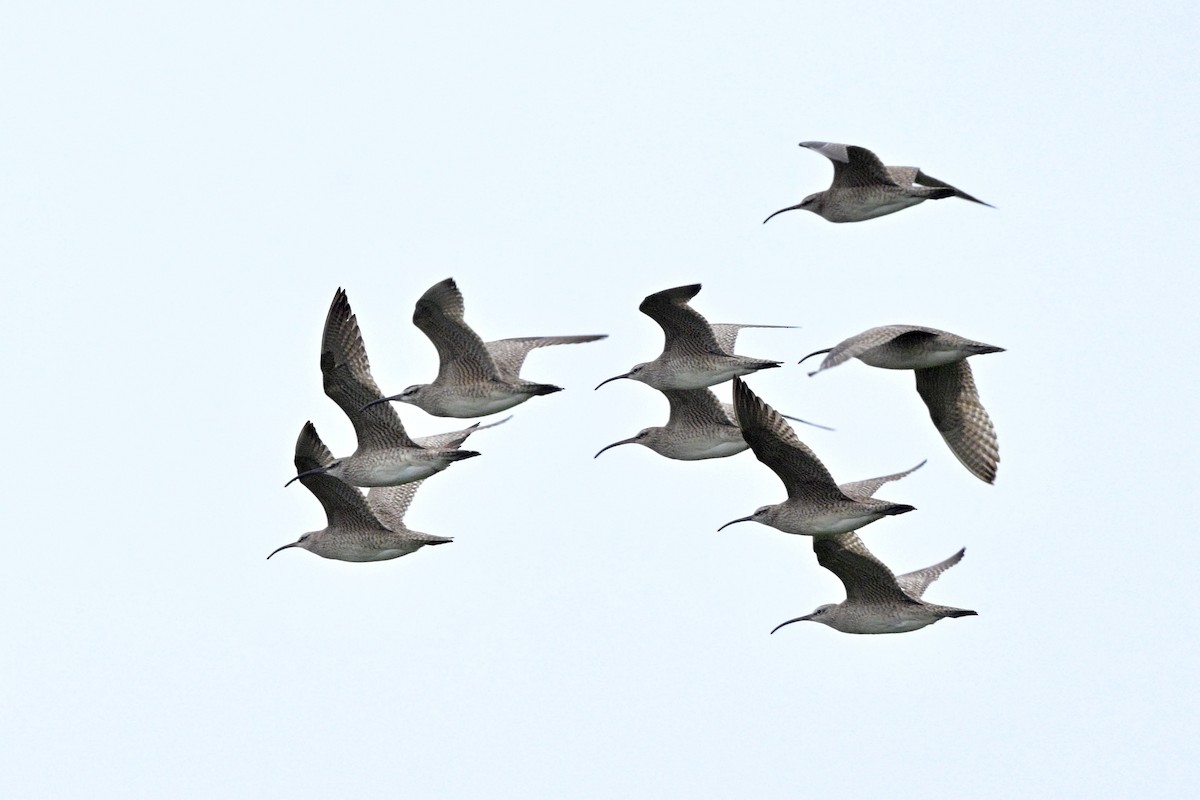 Hudsonian Whimbrel - ML639609379
