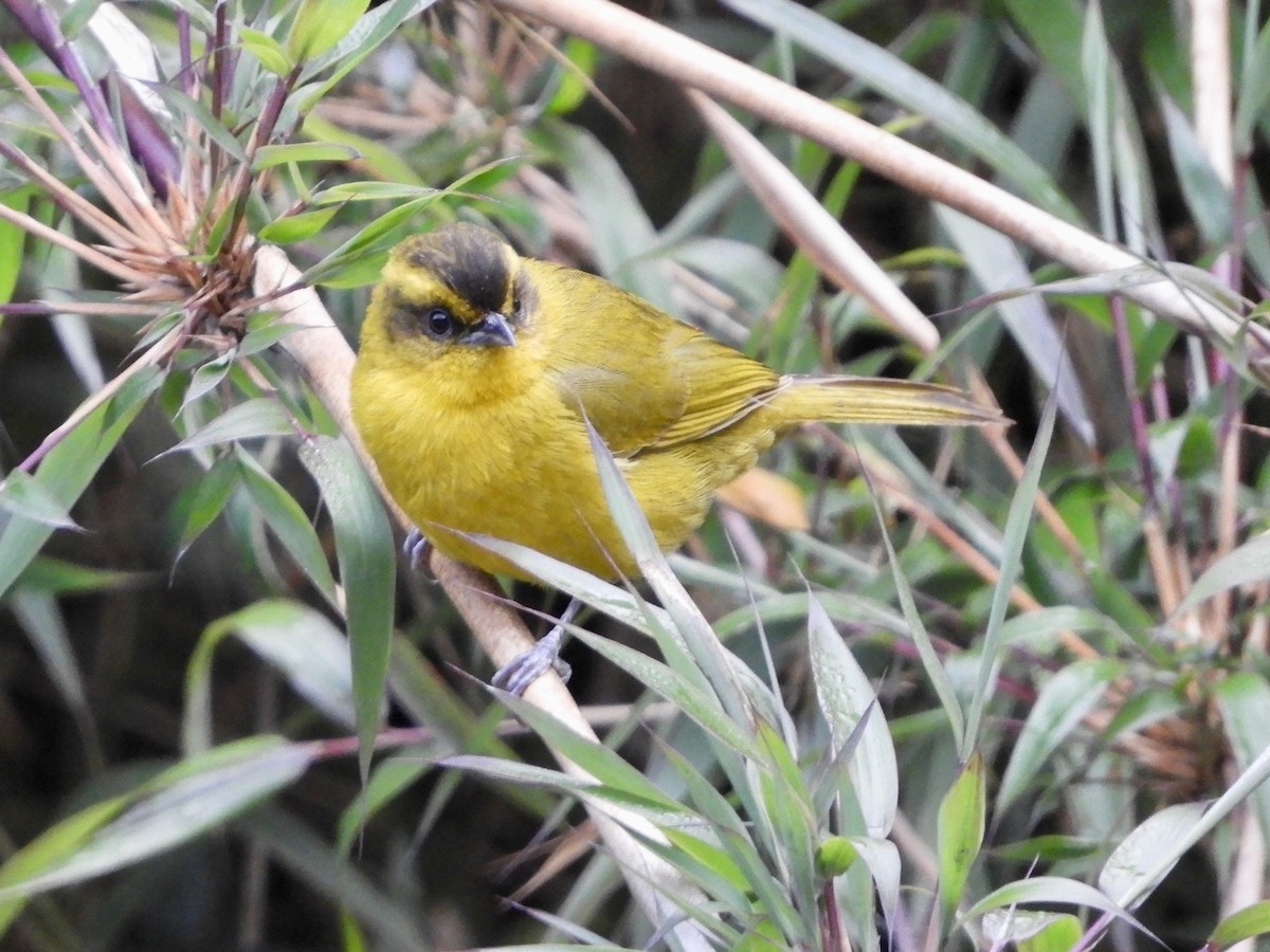 Parodi's Hemispingus - ML639609398
