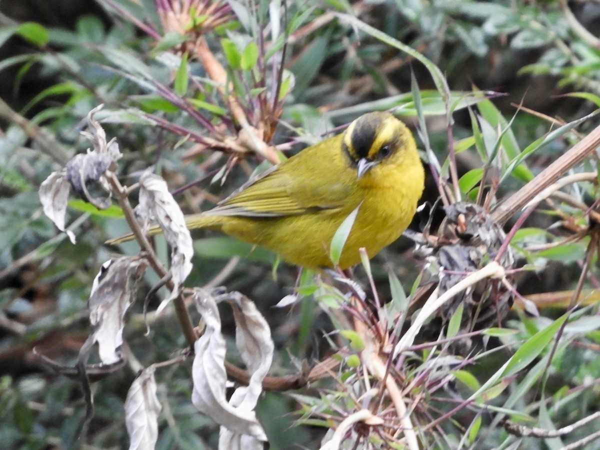 Parodi's Hemispingus - ML639609399