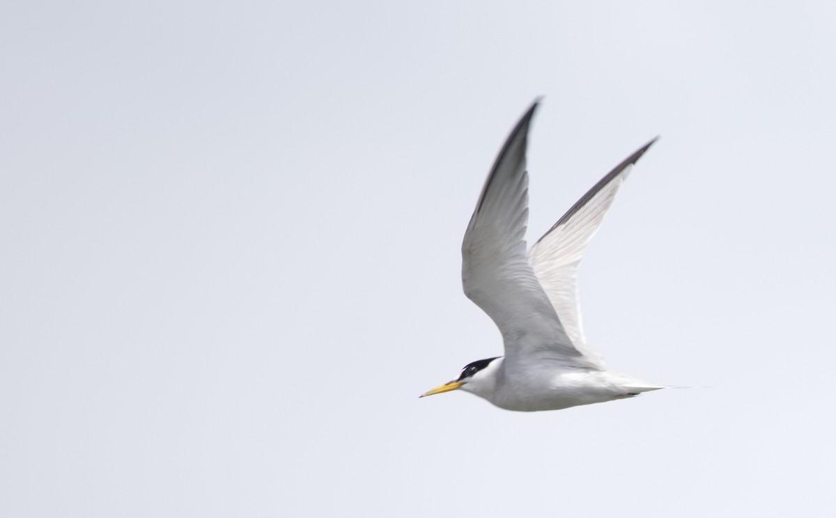 Least Tern - ML639609452