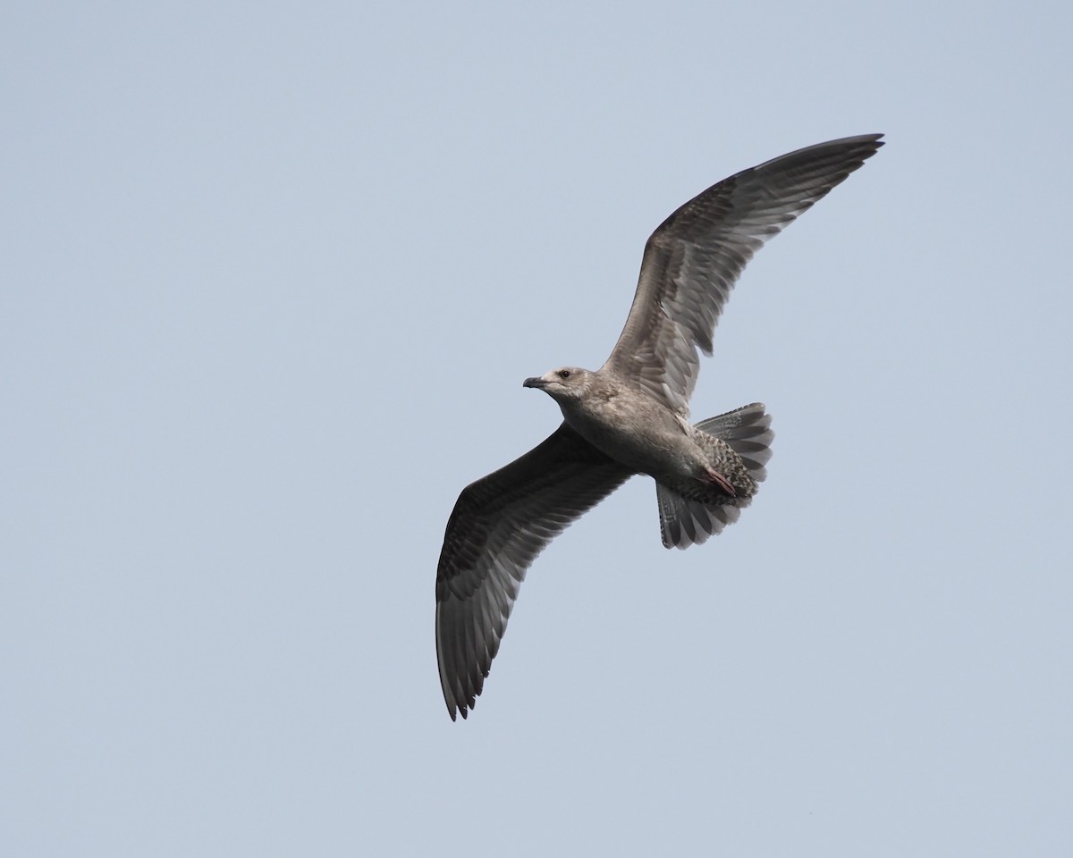 American Herring Gull - ML639609579