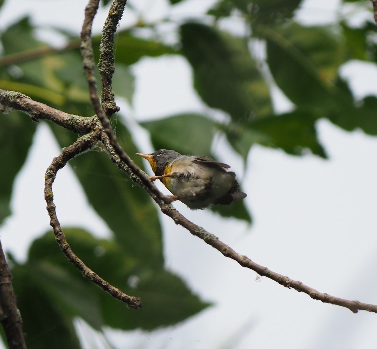 Northern Parula - ML639609589