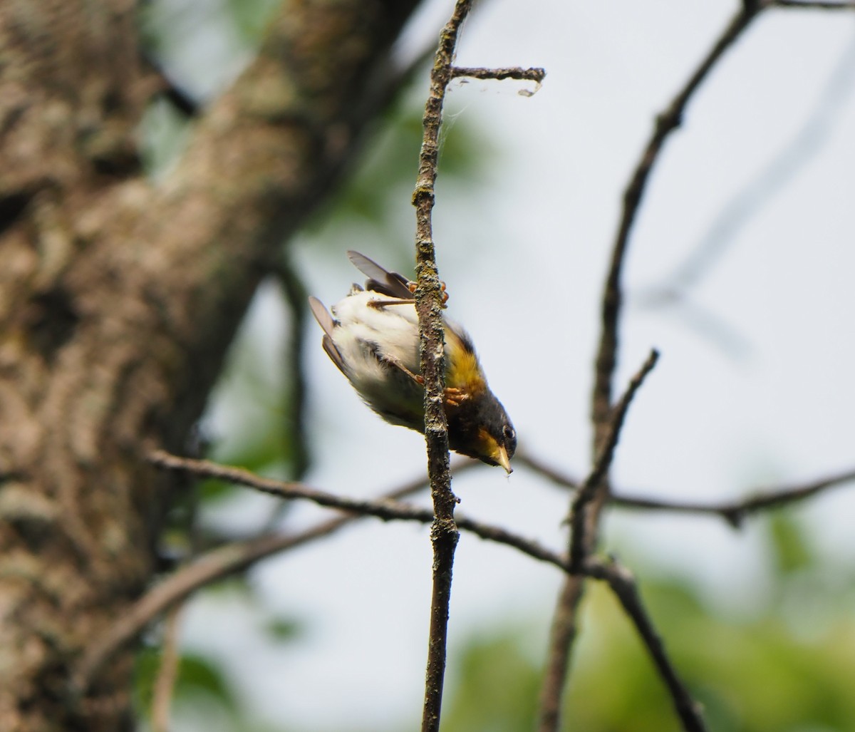Northern Parula - ML639609590